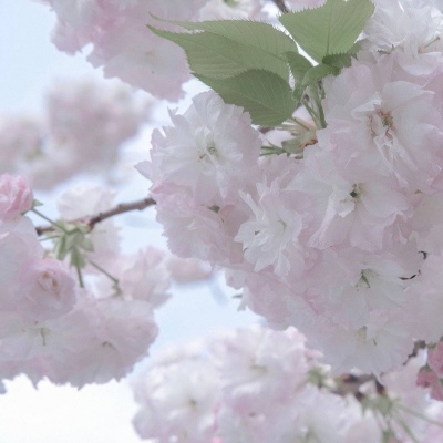 Furry插画素材合集兽圈群